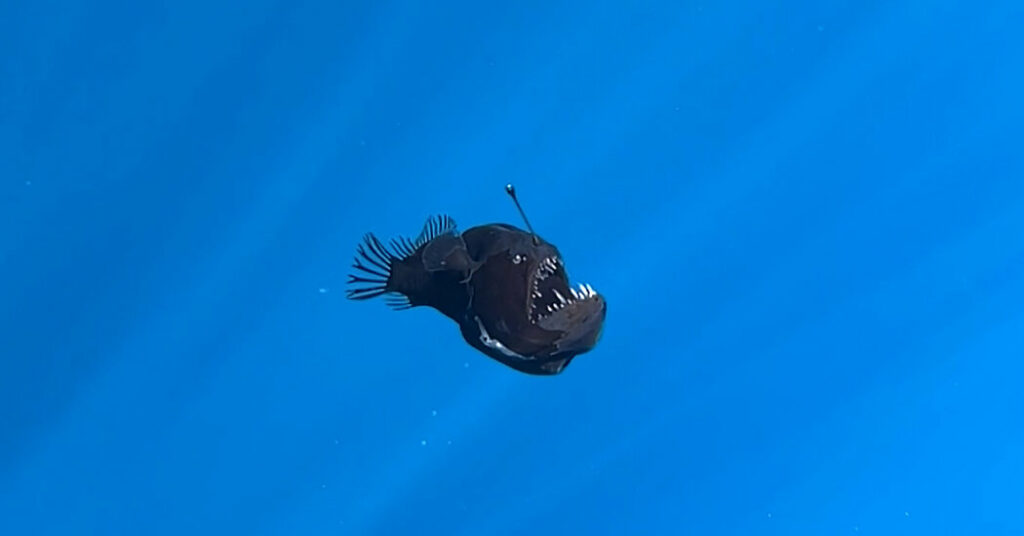 the anglerfish