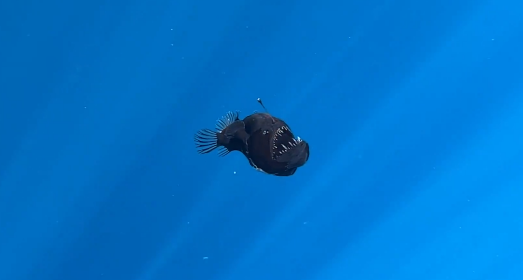 angler fish